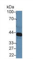 Western Blot; Sample: Rat Serum; Primary Ab: 5µg/ml Rabbit Anti-Rat IL6R Antibody Second Ab: 0.2µg/mL HRP-Linked Caprine Anti-Rabbit IgG Polyclonal Antibody