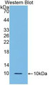 Western Blot; Sample: Recombinant protein.