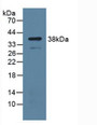Western Blot; Sample: Mouse Lung Tissue. Western Blot; Sample: Mouse Lung Tissue.