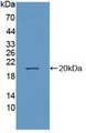 Western Blot; Sample: Recombinant NEP, Human.