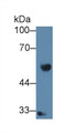 Western Blot; Sample: Human Raji cell lysate; ; Primary Ab: 2µg/ml Rabbit Anti-Human IRF8 Antibody; Second Ab: 0.2µg/mL HRP-Linked Caprine Anti-Rabbit IgG Polyclonal Antibody;