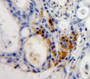 Used in DAB staining on fromalin fixed paraffin-embedded Pancreas tissue