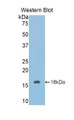 Western Blot; Sample: Recombinant protein.