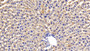 DAB staining on IHC-P; Sample: Rat Liver Tissue; Primary Ab: 20ug/ml Rabbit Anti-Rat OSMR Antibody Second Ab: 2µg/mL HRP-Linked Caprine Anti-Rabbit IgG Polyclonal Antibody