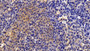 DAB staining on fromalin fixed paraffin- embedded Kidney tissue)