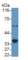 Western Blot; Sample: Recombinant protein.