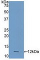 Western Blot; Sample: Recombinant CASP4, Human.