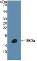 Western Blot; Sample: Recombinant DEFa1, Human.
