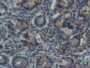 DAB staining on IHC-P; Samples: Porcine Small intestine Tissue;  Primary Ab: 20µg/ml Rabbit Anti-Por