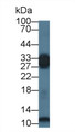 Western Blot; Sample: Mouse Skeletal muscle lysate; Primary Ab: 1µg/ml Rabbit Anti-Human PGAM2 Antibody Second Ab: 0.2µg/mL HRP-Linked Caprine Anti-Rabbit IgG Polyclonal Antibody