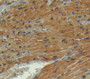 Used in DAB staining on fromalin fixed paraffin- embedded Kidney tissue