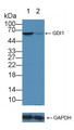 Knockout Varification: ; Lane 1: Wild-type U87MG cell lysate; ; Lane 2: GDI1 knockout U87MG cell lysate; ; Predicted MW: 51kd ; Observed MW: 60kd; Primary Ab: 5µg/ml Rabbit Anti-Human GDI1 Antibody; Second Ab: 0.2µg/mL HRP-Linked Caprine Anti-Rabbit IgG Polyclonal Antibody;