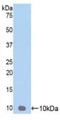 Western Blot; Sample: Recombinant GROg, Human.