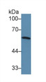 Western Blot; Sample: Mouse Spleen lysate; Primary Ab: 3µg/ml Rabbit Anti-Mouse IRF5 Antibody Second Ab: 0.2µg/mL HRP-Linked Caprine Anti-Rabbit IgG Polyclonal Antibody