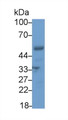 Western Blot; Sample: Mouse Heart lysate; Primary Ab: 3μg/ml Rabbit Anti-Human IRF5 Antibody; Second Ab: 0.2µg/mL HRP-Linked Caprine Anti-Rabbit IgG Polyclonal Antibody;