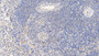DAB staining on IHC-P; Samples: Porcine Spleen Tissue; Primary Ab: 10µg/ml Rabbit Anti-Porcine CASP1 Antibody Second Ab: 2µg/mL HRP-Linked Caprine Anti-Rabbit IgG Polyclonal Antibody