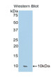 Western Blot; Sample: Recombinant protein.