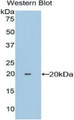 Western Blot; Sample: Recombinant PPIF, Mouse.