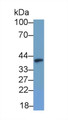 Western Blot; Sample: YAC1 cell lysate; Primary Ab: 1μg/ml Rabbit Anti-Rat IDO Antibody; Second Ab: 0.2µg/mL HRP-Linked Caprine Anti-Rabbit IgG Polyclonal Antibody;