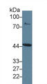 Western Blot; Sample: Rat Placenta lysate; Primary Ab: 2µg/ml Rabbit Anti-Rat IDO Antibody Second Ab: 0.2µg/mL HRP-Linked Caprine Anti-Rabbit IgG Polyclonal Antibody