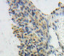 Used in DAB staining on fromalin fixed paraffin-embedded Ovary tissue