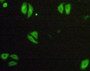 FITC staining on IHC-P Simple: Hela cells)