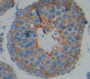 N-cadherin (NCAD) Polyclonal Antibody, Cat#CAU25846