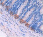 DAB staining on IHC-P; Samples: Rat Intestine Tissue