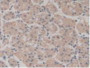 DAB staining on IHC-P; Samples: Human Stomach Tissue.