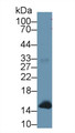 Western Blot; Sample: Human Liver lysate; ;Primary Ab: 1µg/ml Rabbit Anti-Simian hemoglobin Antibody;Second Ab: 0.2µg/mL HRP-Linked Caprine Anti-Rabbit IgG Polyclonal Antibody;