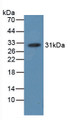 Western Blot; Sample: Recombinant hemoglobin, Simian.