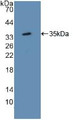 Western Blot; Sample: Recombinant ATF1, Mouse.