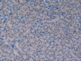DAB staining on IHC-P; Samples: Mouse Kidney Tissue.