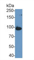 Western Blot; Sample: Porcine Small intestine lysate; ; Primary Ab: 1µg/ml Rabbit Anti-Human CALD Antibody; Second Ab: 0.2µg/mL HRP-Linked Caprine Anti-Rabbit IgG Polyclonal Antibody;