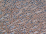 DAB staining on IHC-P; Samples: Rat Stomach Tissue; Primary Ab: 10µg/ml Rabbit Anti-Rat GR Antibody Second Ab: 2µg/mL HRP-Linked Caprine Anti-Rabbit IgG Polyclonal Antibody
