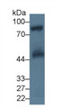 Western Blot; Sample: Human Platelet lysate; Primary Ab: 5µg/ml Rabbit Anti-Human GP5 Antibody Second Ab: 0.2µg/mL HRP-Linked Caprine Anti-Rabbit IgG Polyclonal Antibody