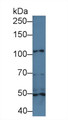 Western Blot; Sample: Mouse Heart lysate; Primary Ab: 1µg/ml Rabbit Anti-Mouse ITGa3 Antibody Second Ab: 0.2µg/mL HRP-Linked Caprine Anti-Rabbit IgG Polyclonal Antibody