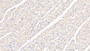 DAB staining on IHC-P; Samples: Bovine Cardiac Muscle Tissue;  Primary Ab: 20µg/ml Rabbit Anti-Bovine ITGa5 Antibody Second Ab: 2µg/mL HRP-Linked Caprine Anti-Rabbit IgG Polyclonal Antibody 