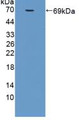 Western Blot; Sample: Recombinant MFGE8, Rat.