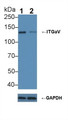 Knockout Varification: ; Lane 1: Wild-type A549 cell lysate; ; Lane 2: ITGaV knockout A549 cell lysate; ; Predicted MW: 116kDa ; Observed MW: 130kDa; Primary Ab: 4µg/ml Rabbit Anti-Human ITGaV Antibody; Second Ab: 0.2µg/mL HRP-Linked Caprine Anti-Rabbit IgG Polyclonal Antibody;