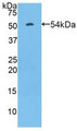 Western Blot; Sample: Recombinant FcgR3A, Rat.