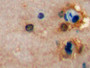 DAB staining on IHC-P; Samples: Mouse Cerebrum Tissue