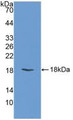 Western Blot; Sample: Recombinant FABP3, Bovine.