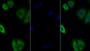 FITC staining on IF; Sample: Human MCF7 cell;  Primary Ab: 20μg/ml Rabbit Anti-Rat IL27Ra Antibody Second Ab: 1.5μg/ml FITC-Linked Caprine Anti-Rabbit IgG Polyclonal Antibody 