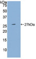 Western Blot; Sample: Recombinant PSG1, Human.