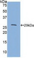 Western Blot; Sample: Recombinant CD1d, Mouse.
