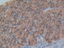 DAB staining on IHC-P; Samples: Rat Stomach Tissue.