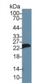 Western Blot; Sample: Mouse Skin lysate; Primary Ab: 1µg/ml Rabbit Anti-Rat MYL1 Antibody Second Ab: 0.2µg/mL HRP-Linked Caprine Anti-Rabbit IgG Polyclonal Antibody