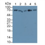 Western Blot; Sample: Lane1: Rat Liver lysate; Lane2: Rat Cerebrum lysate; Lane3: Rat Heart lysate; Lane4: Mouse Liver lysate; Lane5: Mouse Cerebrum lysate; Primary Ab: 1µg/mL Rabbit Anti-Human HSPA1A Ab; Second Ab: 0.2µg/mL HRP-Linked Caprine Anti-Rabbit IgG Polyclonal Antibody;