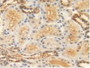 DAB staining on IHC-P; Samples: Human Kidney Tissue.